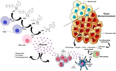 The potential role of purinergic signaling in cancer therapy: perspectives on anti-CD73 strategies for prostate cancer